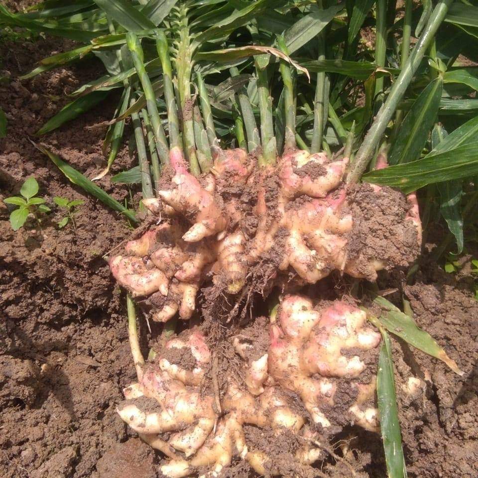 KOHINOOR GINGER TRADERS in HASSAN, India