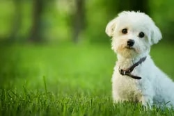 Noida Pet Clinic : Superspeciality Petcl
