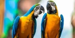 Noida Pet Clinic : Superspeciality Petcl