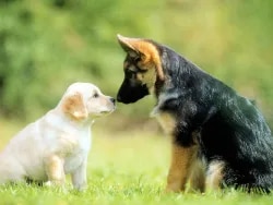 Noida Pet Clinic : Superspeciality Petcl