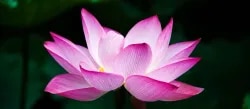 CHENNAI MIND CLINIC