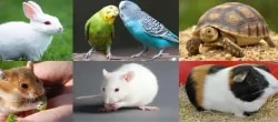 Noida Pet Clinic : Superspeciality Petcl