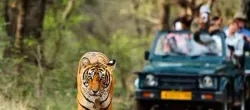 The Tiger Paradise Resort & Water Park